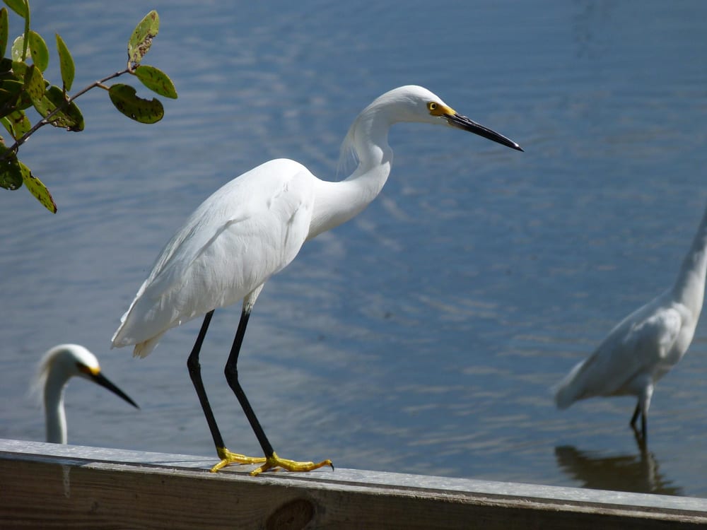 A snowy egret with black legs and yellow feet standing on a wooden rail above blue water at Black Point Wildlife Drive, with a second egret's head at lower left and a third egret wading at right.