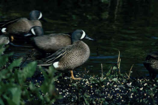 Several blue-winged teal standing and resting at the edge of dark water, with a green plant in the foreground.