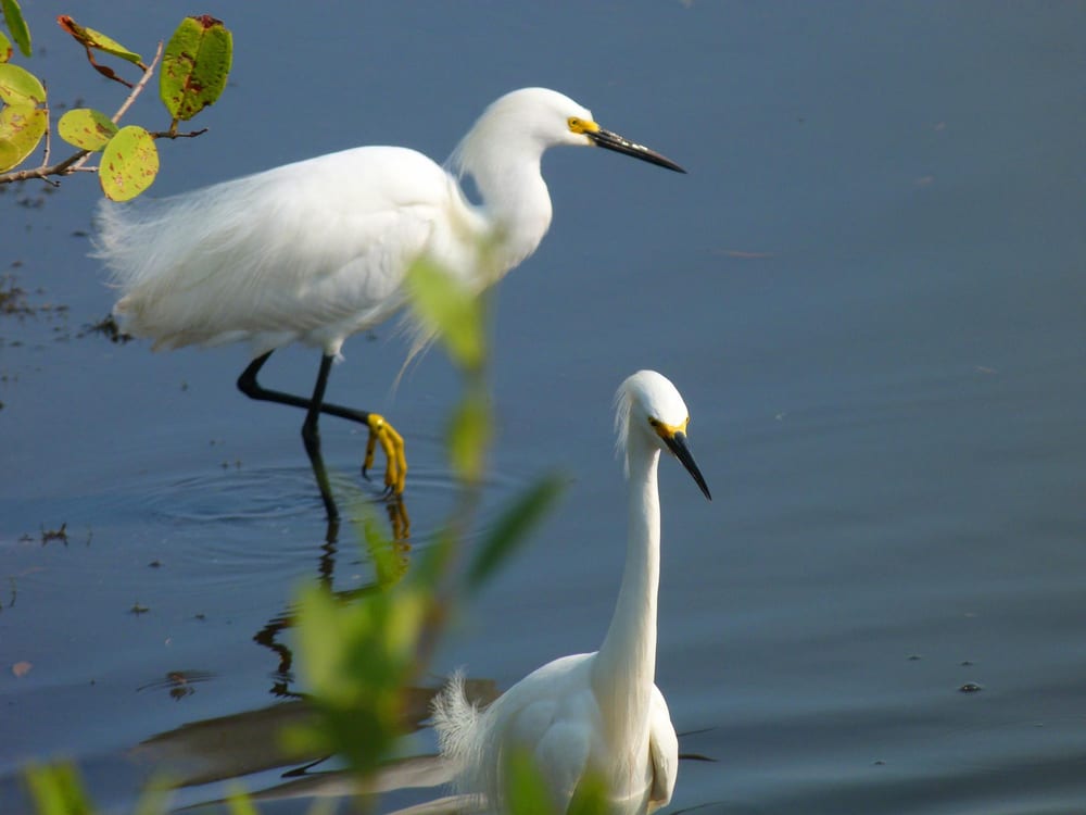 Two snowy egrets with black bills and yellow feet wading in shallow dark water beside a branch with green leaves.
