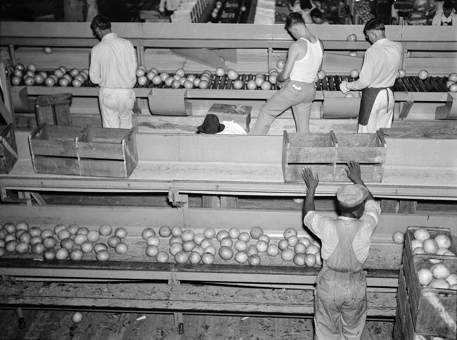 Workers grading citrus at a packing plant in Fort Pierce, Florida, period-correct illustration of the work that filled Cocoa-area packing houses through the 1950s.